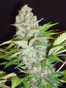 Highest quality Cannabis Seeds, Marijuana seeds, Weed Seeds from our  experienced Breeders - Ministry of Cannabis