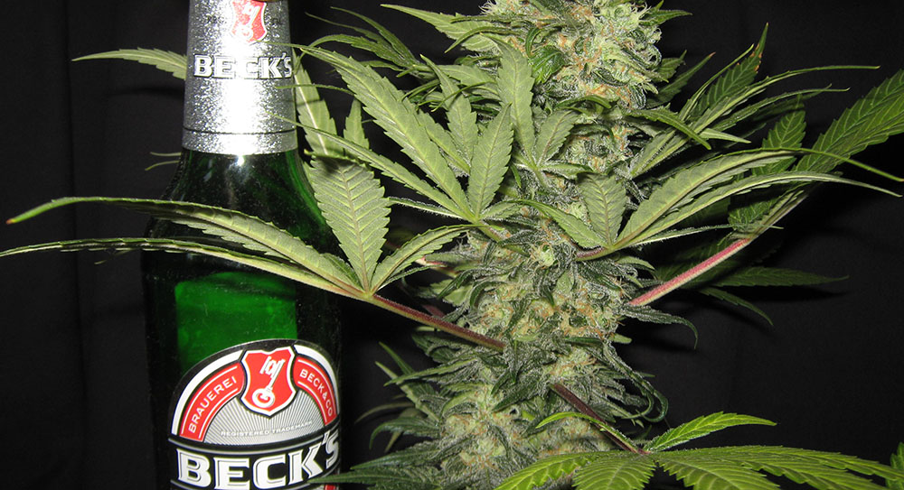 cannabis beer